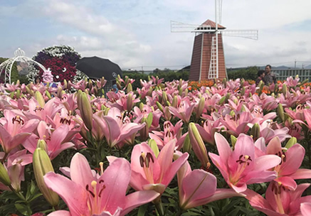 中社觀光花市
