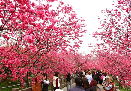 泰安櫻花季